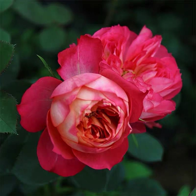 Rose Dominique Massa. 马萨德医生. Strong fragrance. Continue Blooming. Disease resistance. Easy care.