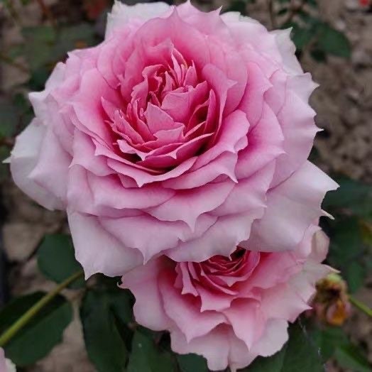 Rose Doniazade. 粉色天方夜谭 Fragrance. Continue Blooming. 木村卓工 Japanese Rose. Just like sheherazade