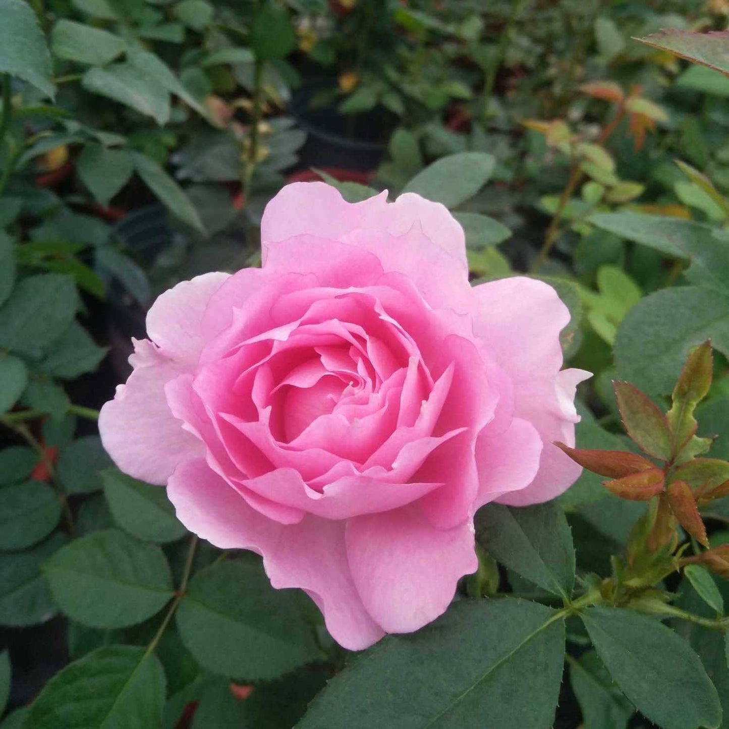 Rose Doniazade. 粉色天方夜谭 Fragrance. Continue Blooming. 木村卓工 Japanese Rose. Just like sheherazade