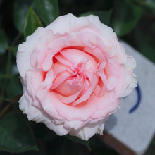 Rose Maxima romantica. 极致浪漫. Continue Blooming. Disease resistance. Own root. Fragrance.