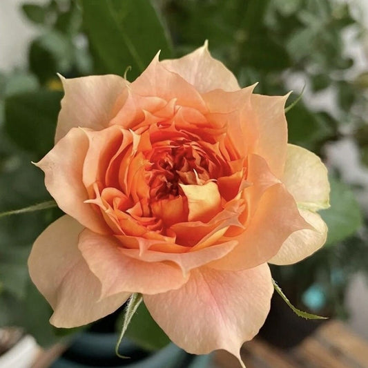 Rose Lanterne Citrouille. 南瓜灯笼. Fragrance. Continue Blooming. Heat resistance. Own root. Shrub Rose.