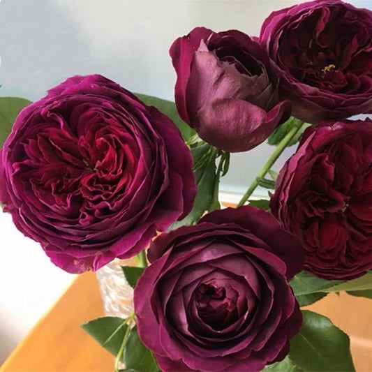 Rose Royal. 皇宫. Super strong fragrance. Lovely Flower. Continue Blooming . Own root. Shrub Rose.