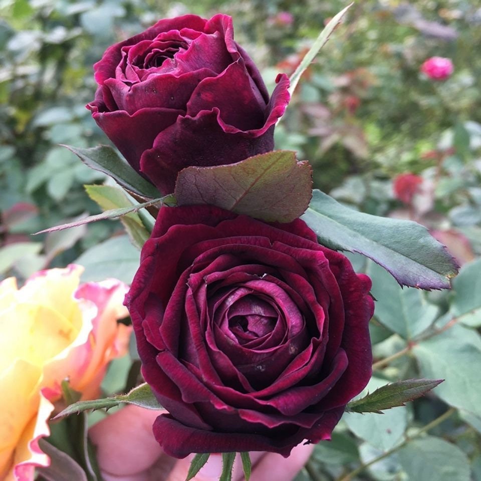 Rose Royal. 皇宫. Super strong fragrance. Lovely Flower. Continue Blooming . Own root. Shrub Rose.