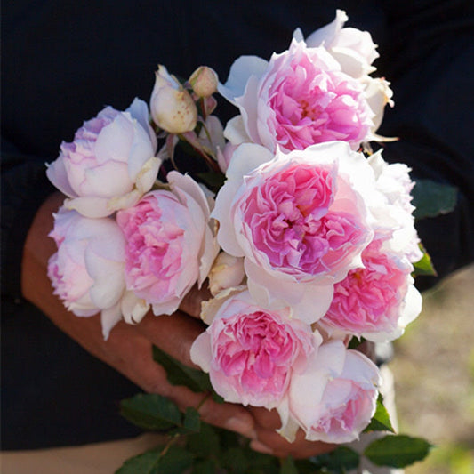 Rose Shalimar,シャリマー. 夏利玛，木村卓工，own root. Continue Blooming. Disease resistance. Shrub Rose.