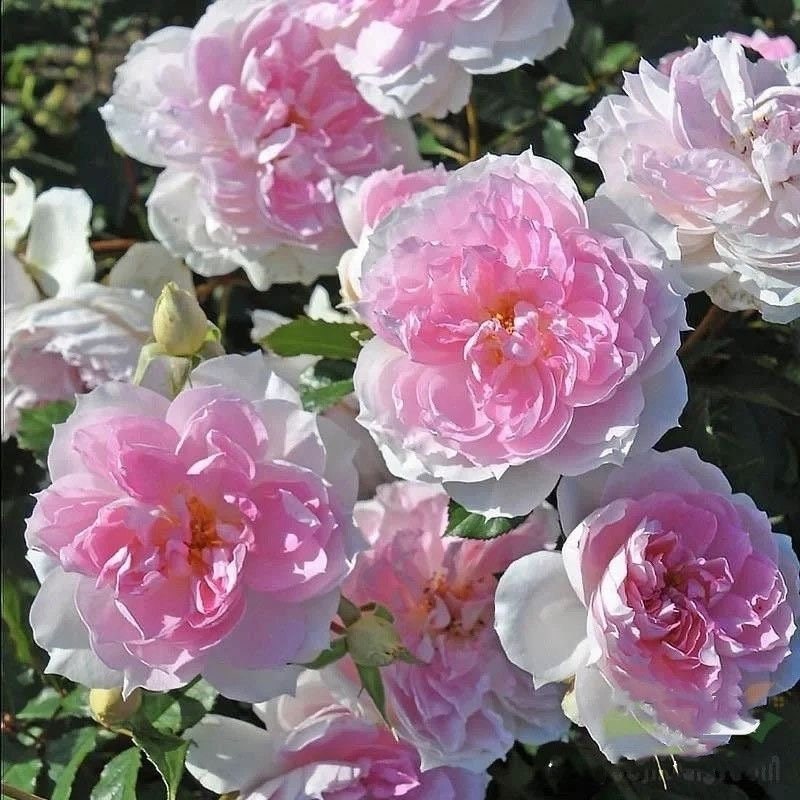 Rose Shalimar,シャリマー. 夏利玛，木村卓工，own root. Continue Blooming. Disease resistance. Shrub Rose.