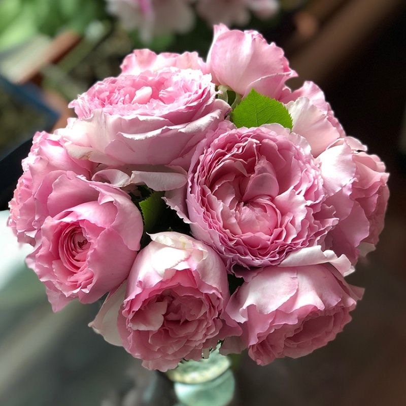 Organtino Rose-伊芙风琴｜Japanese Shrub Rose