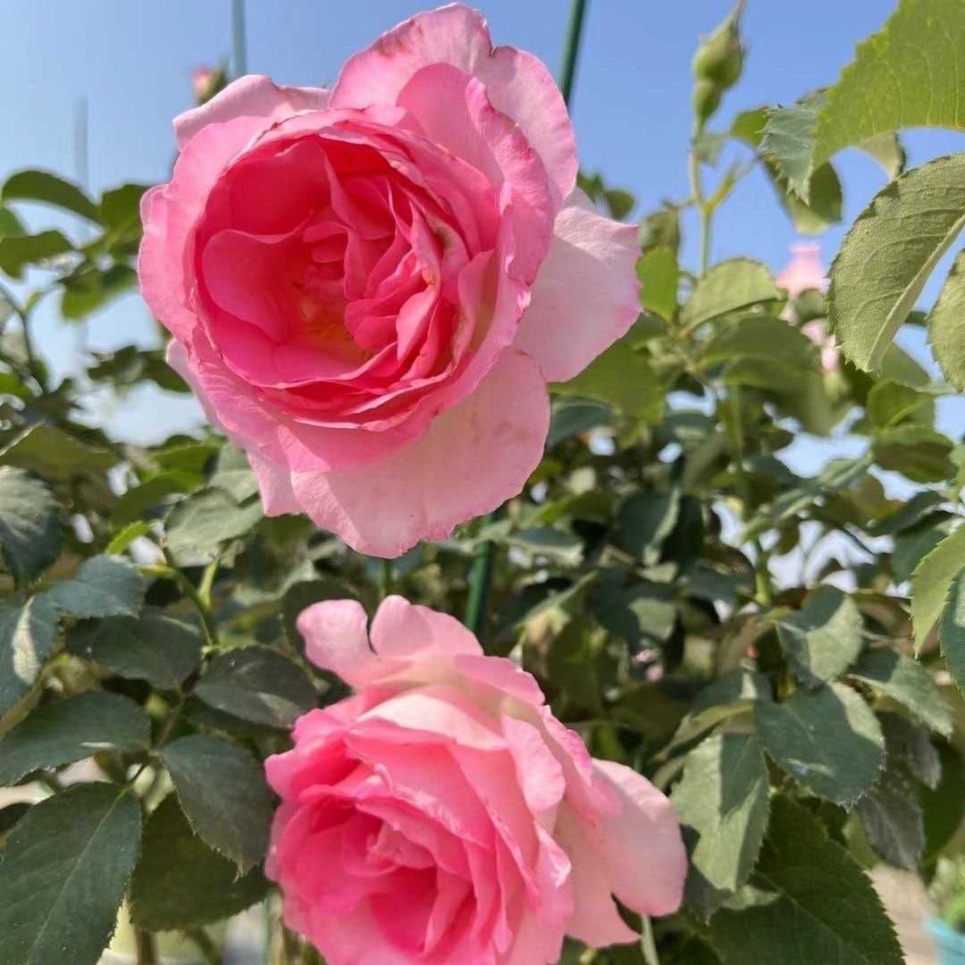 Rien Rose，绊，リアン・ローズ Japanese Rose. Continue Blooming. Fragrance.