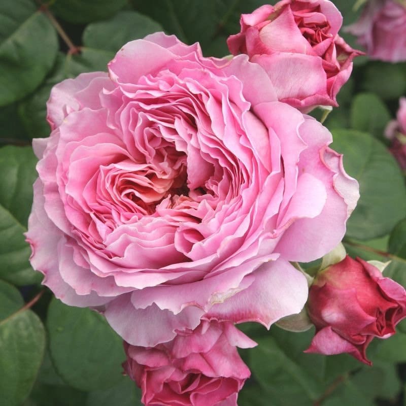 Rare Rose Eisvogel. 翠鸟，own root. Strong fragrance. Continue Blooming. Heat resistance.