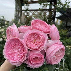 Wanshan Rose-纨扇｜Chinese Shrub Rose