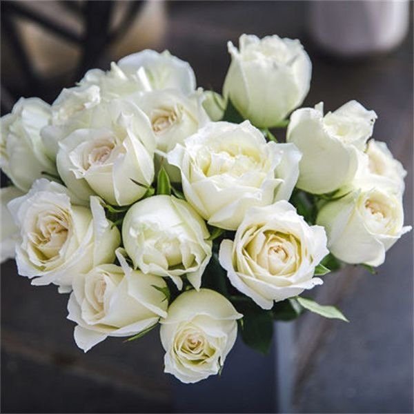 Rose Tineke. 坦尼克. Continue Blooming. Cut Rose. Light Fragrance. Beautiful white Rose.