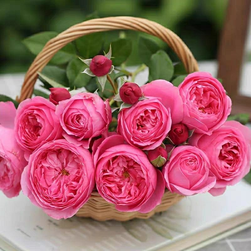 Wanshan Rose-纨扇｜Chinese Shrub Rose