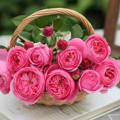 Wanshan Rose-纨扇｜Chinese Shrub Rose