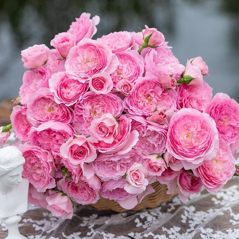 Wanshan Rose-纨扇｜Chinese Shrub Rose