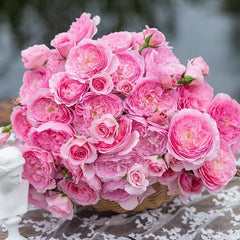 Wanshan Rose-纨扇｜Chinese Shrub Rose