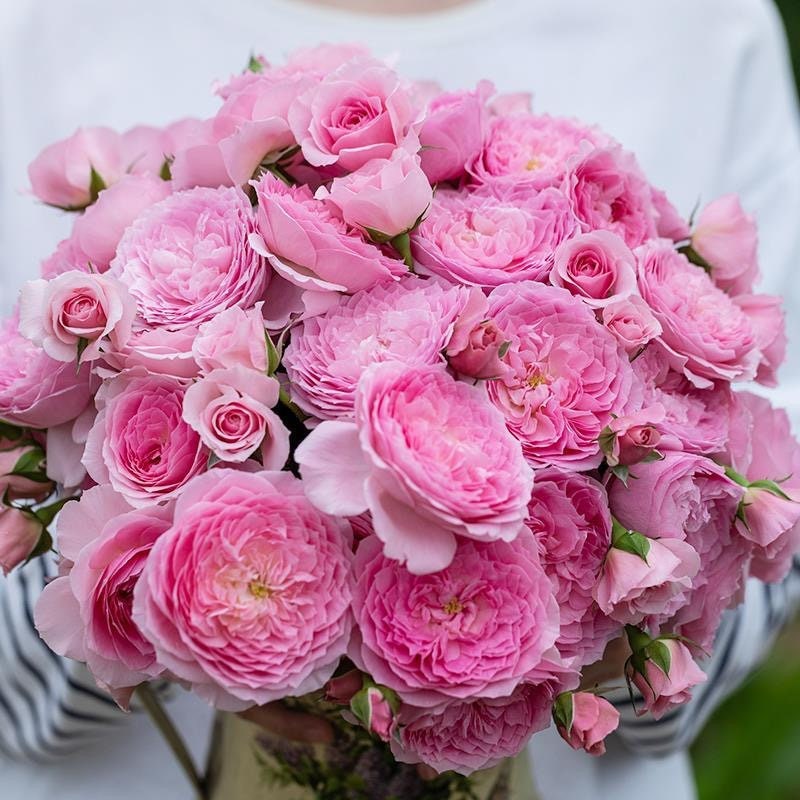Wanshan Rose-纨扇｜Chinese Shrub Rose