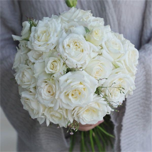 Rose Tineke. 坦尼克. Continue Blooming. Cut Rose. Light Fragrance. Beautiful white Rose.