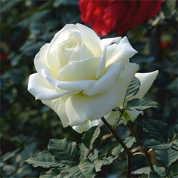 Rose Tineke. 坦尼克. Continue Blooming. Cut Rose. Light Fragrance. Beautiful white Rose.