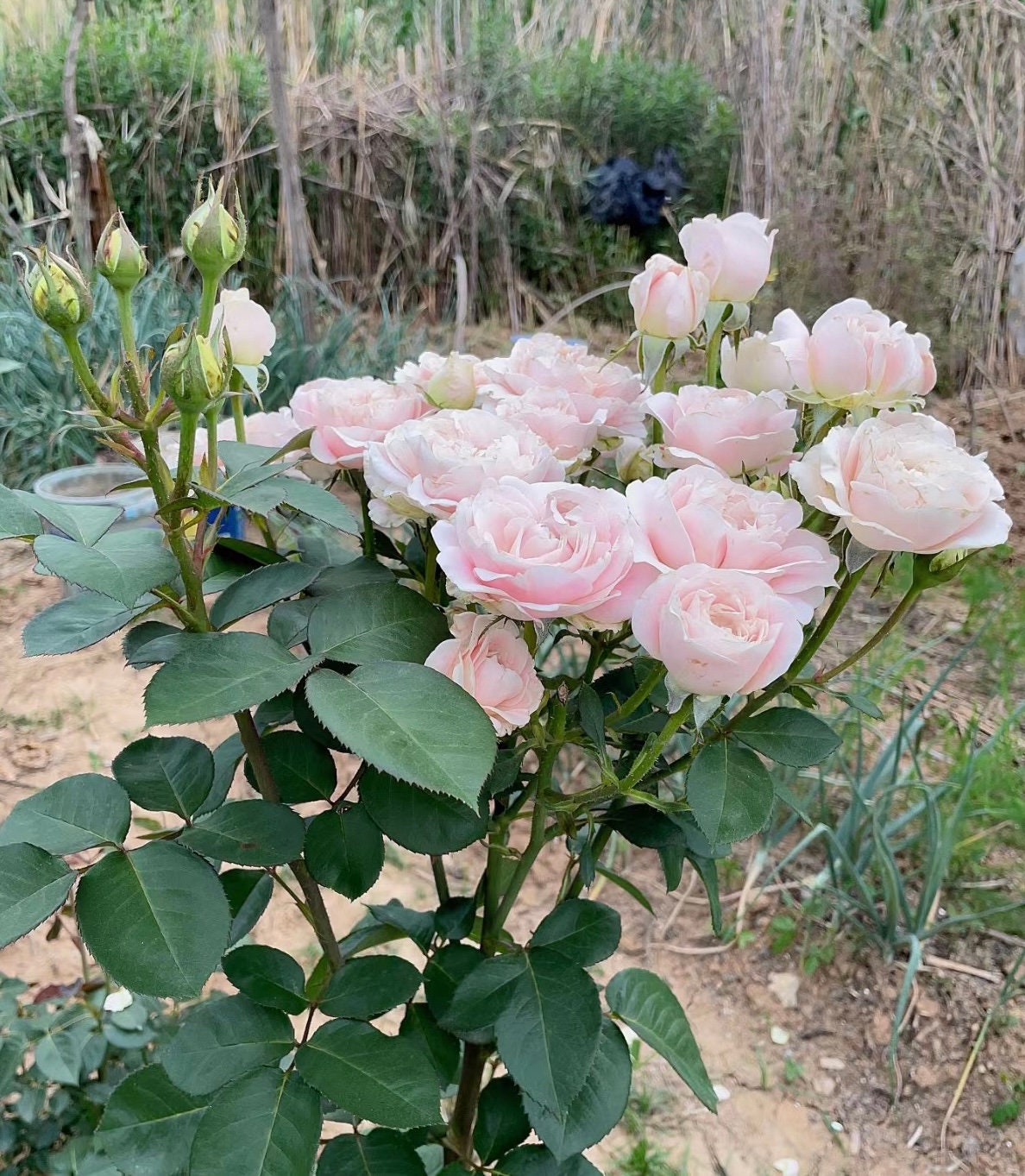 Rose Chiffonad. 雪纺稠，戚风，own root. Contact Blooming. Easy care. Disease resistance.