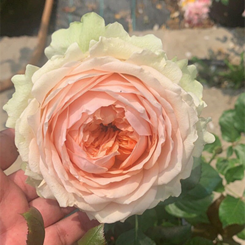 Rare Rose 吸引力 gravity. Cut Rose. Continue Blooming. Heat resistance.