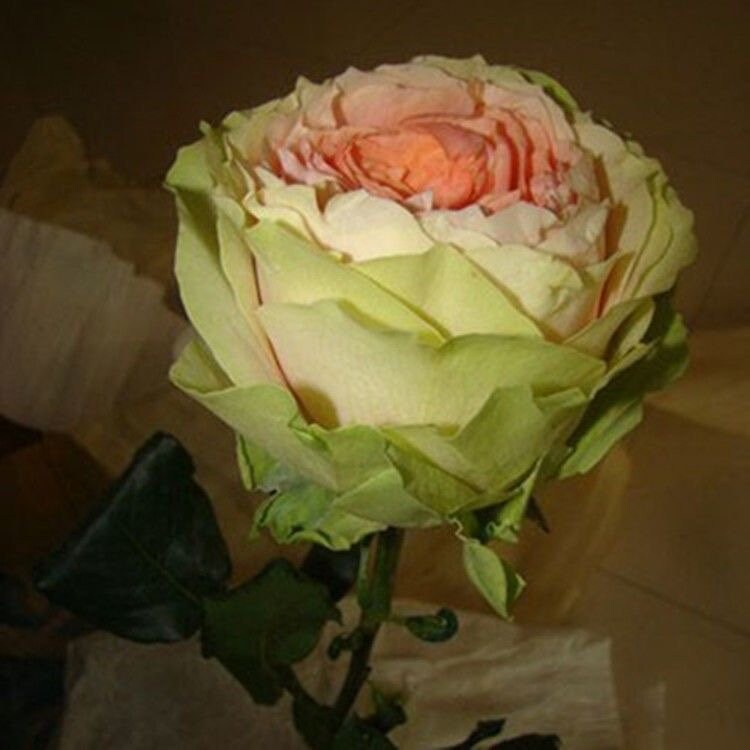 Rare Rose 吸引力 gravity. Cut Rose. Continue Blooming. Heat resistance.