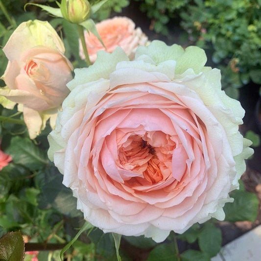 Rare Rose 吸引力 gravity. Cut Rose. Continue Blooming. Heat resistance.