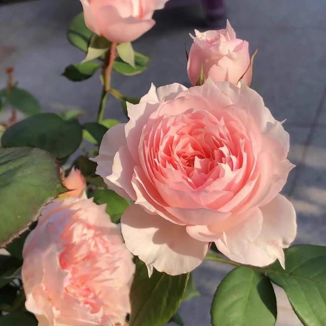 New rose Monique Darve . 莫妮卡戴维，pretty Flowers. Continue Blooming. Disease resistance. Light Fragrance.