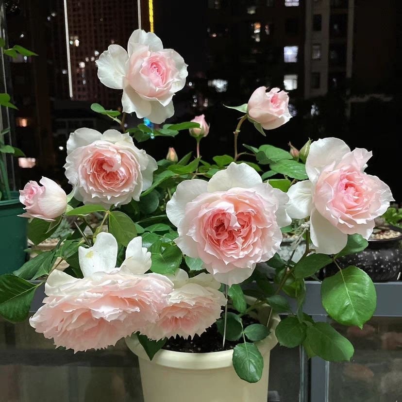 New rose Monique Darve . 莫妮卡戴维，pretty Flowers. Continue Blooming. Disease resistance. Light Fragrance.