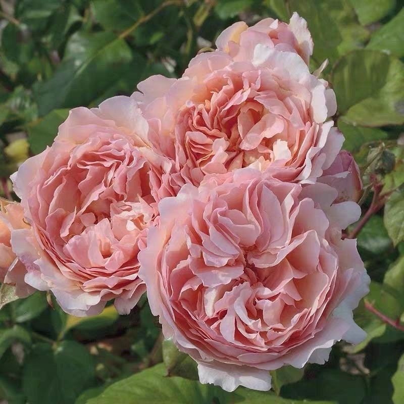 Princesse Charlene de Monaco夏琳王妃. Free shipping. Own root. Continue Blooming.