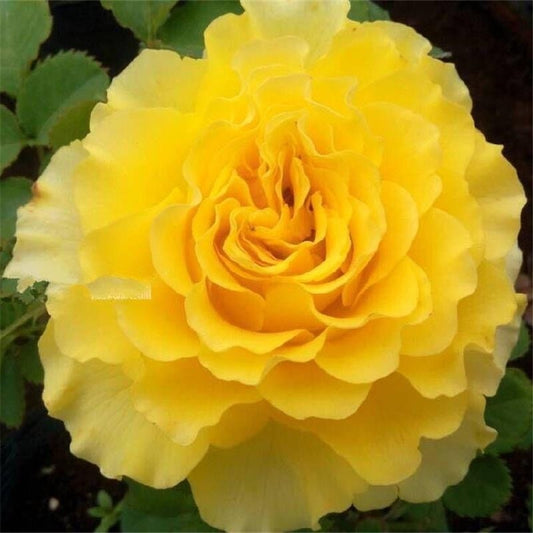 Rare Japanese Rose. She'll. 贝壳 long lasting cut Flower. Own root. Shrub Rose. Continue Blooming.