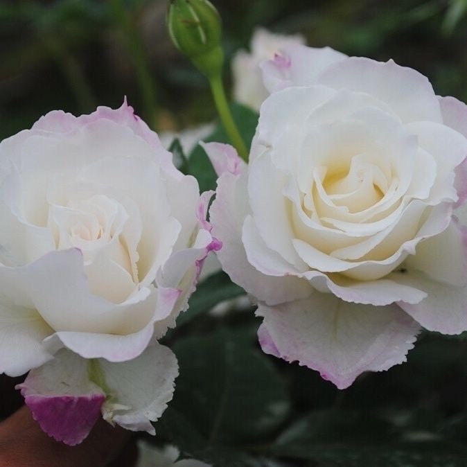 Le Bland. ル ブラン. 乐柏 Japanese Rose. Strong fragrance. Continue Blooming. Change colors with weather. Own root Shrub Rose.