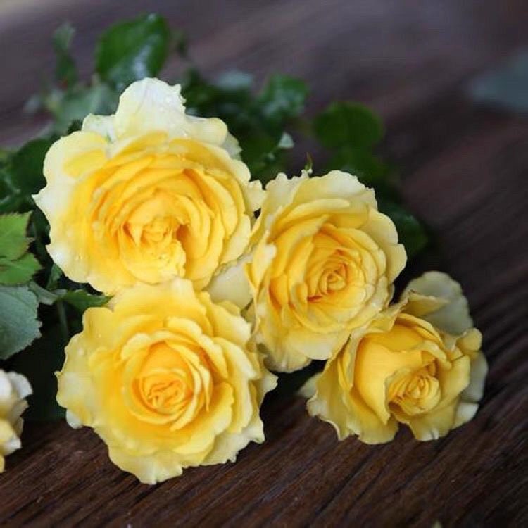 Shell Rose-贝壳|Japanese Cut Rose – Ergongzy Roses