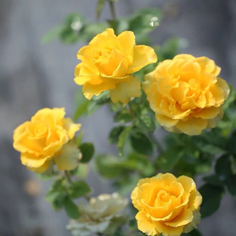 Rare Japanese Rose. She'll. 贝壳 long lasting cut Flower. Own root. Shrub Rose. Continue Blooming.