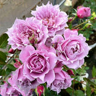 Chinese Rose. Huanzi 幻紫 Continue Blooming. Pretty purple. Own root. Heat resistance. Shrub Rose.