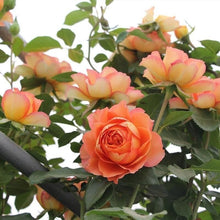 Honey Carame Rose-焦糖蜂蜜｜Japanese Climbing rose.
