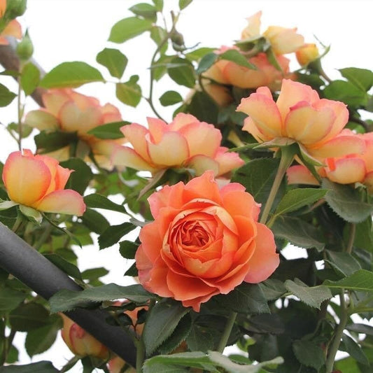 Rose Honey Carame. 焦糖蜂蜜 climbing rose. Classic French Rose. Continue Blooming. Own root. Fast grow.