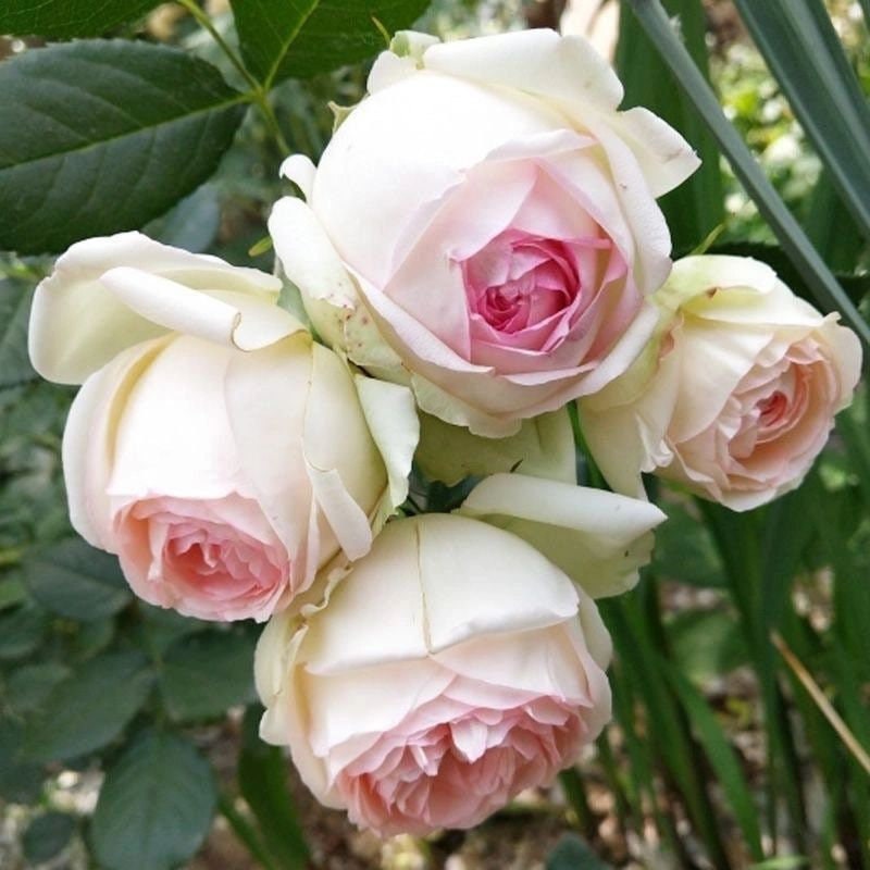 Mona lisa Rose. 蒙娜丽莎Strong fragrance easy care Strong disease resistance.