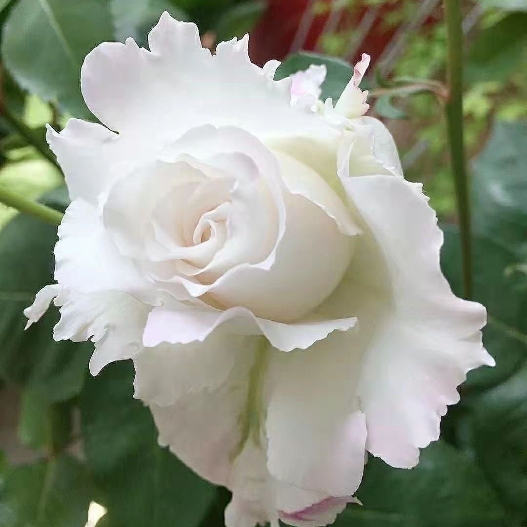 Le Bland. ル ブラン. 乐柏 Japanese Rose. Strong fragrance. Continue Blooming. Change colors with weather. Own root Shrub Rose.