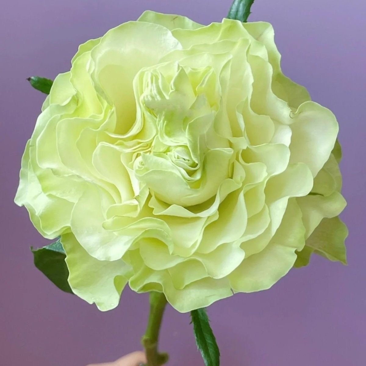 Rose Jutta. Schreurs. 小乔 切花cut Rose. Disease resistance. Own root. Free priority shipping.