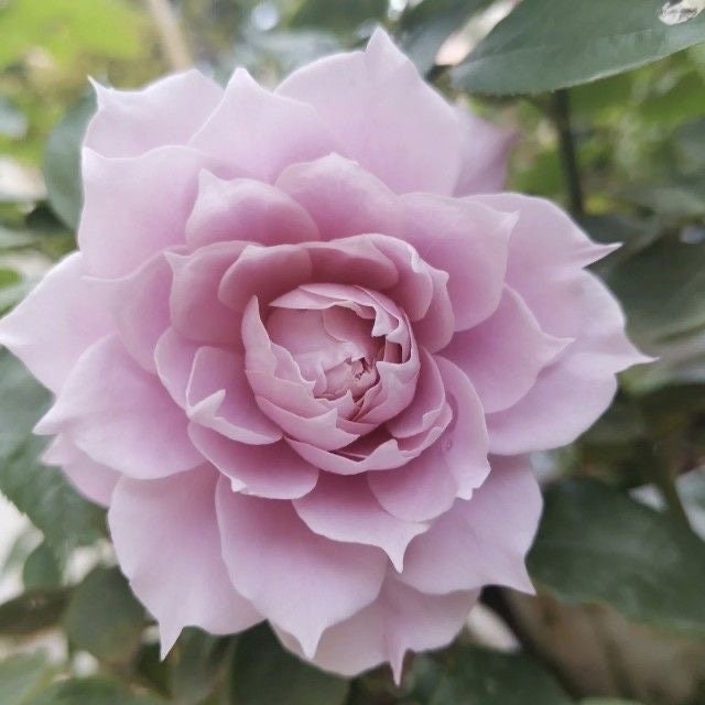 Chinese Rose. Huanzi 幻紫 Continue Blooming. Pretty purple. Own root. Heat resistance. Shrub Rose.