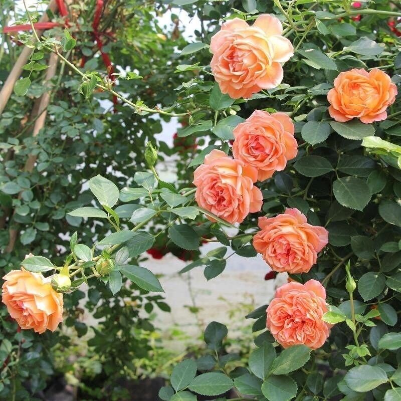 Rose Honey Carame. 焦糖蜂蜜 climbing rose. Classic French Rose. Continue Blooming. Own root. Fast grow.