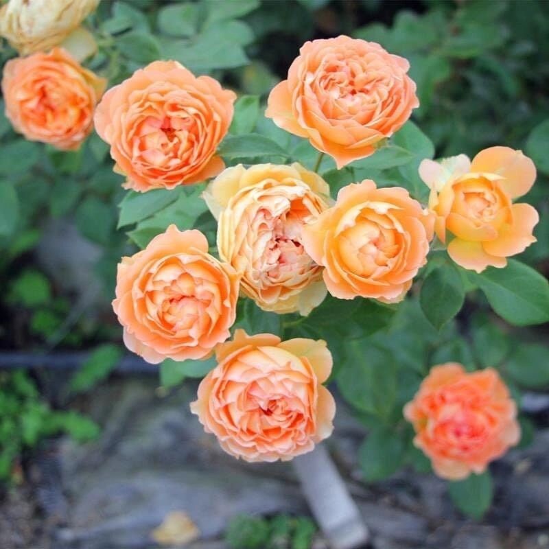 Rose Honey Carame. 焦糖蜂蜜 climbing rose. Classic French Rose. Continue Blooming. Own root. Fast grow.