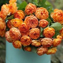 Honey Carame Rose-焦糖蜂蜜｜Japanese Climbing rose.