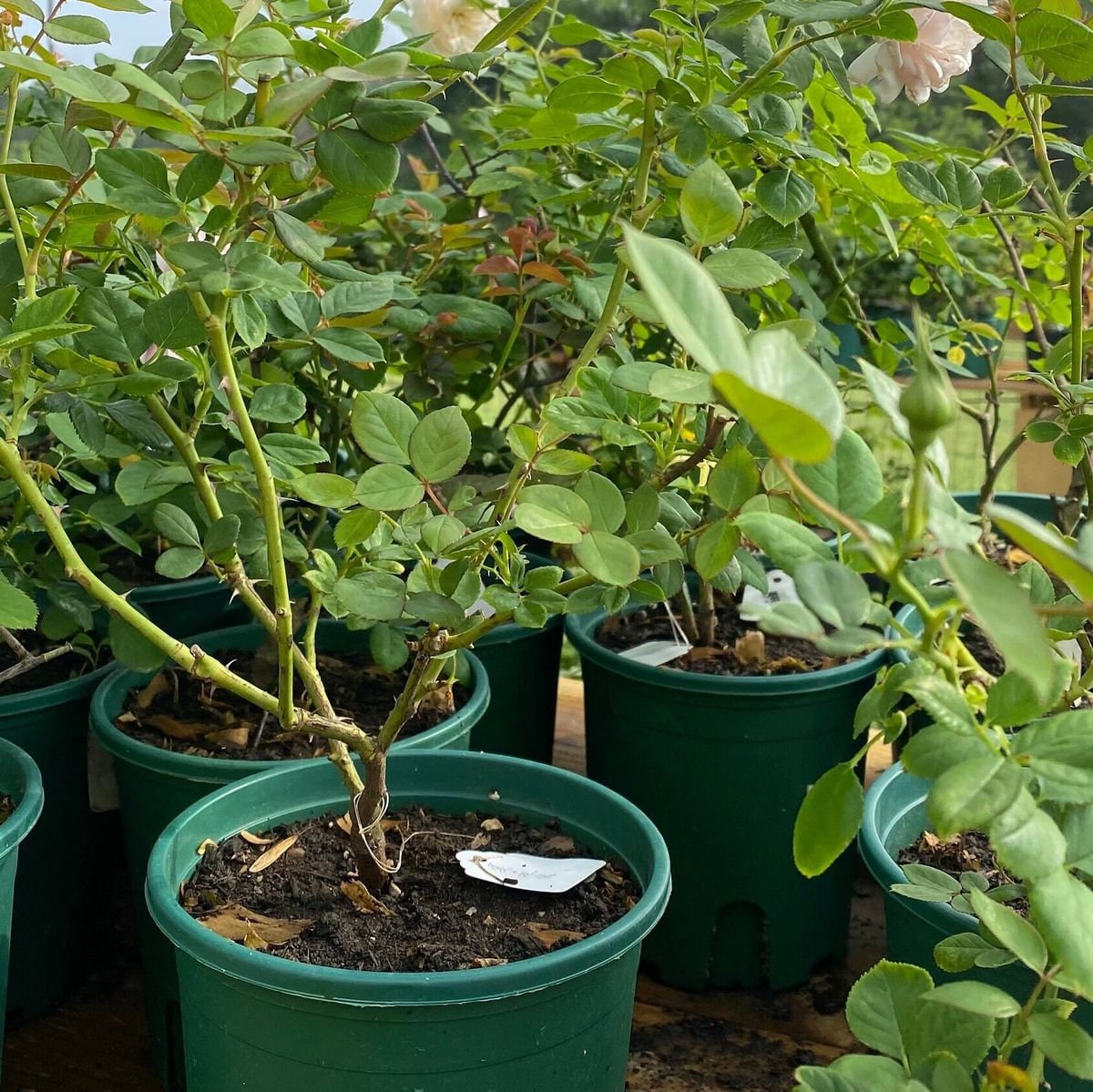 Honey Carame Rose-焦糖蜂蜜｜Japanese Climbing rose.
