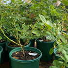 Honey Carame Rose-焦糖蜂蜜｜Japanese Climbing rose.