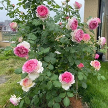 silk garment 罗衣 Chinese Rose. Climbing Rose. Strong fragrance. Continue Blooming.