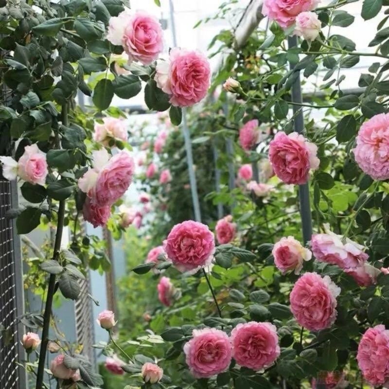 silk garment 罗衣 Chinese Rose. Climbing Rose. Strong fragrance. Continue Blooming.