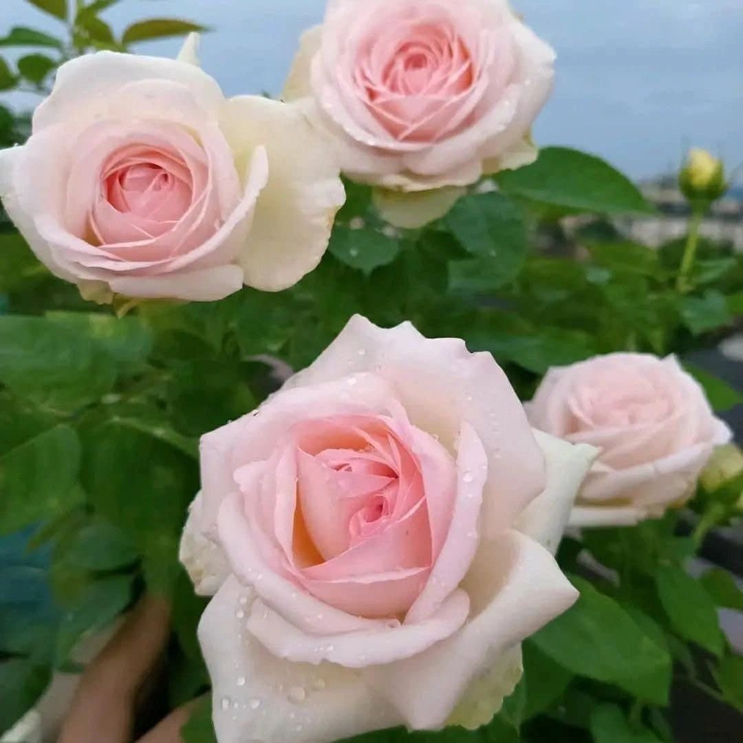 Mona lisa Rose. 蒙娜丽莎Strong fragrance easy care Strong disease resistance.