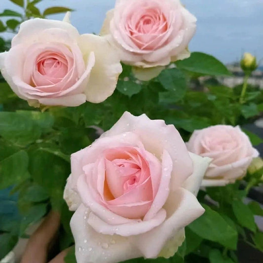 Mona lisa Rose. 蒙娜丽莎Strong fragrance easy care Strong disease resistance.