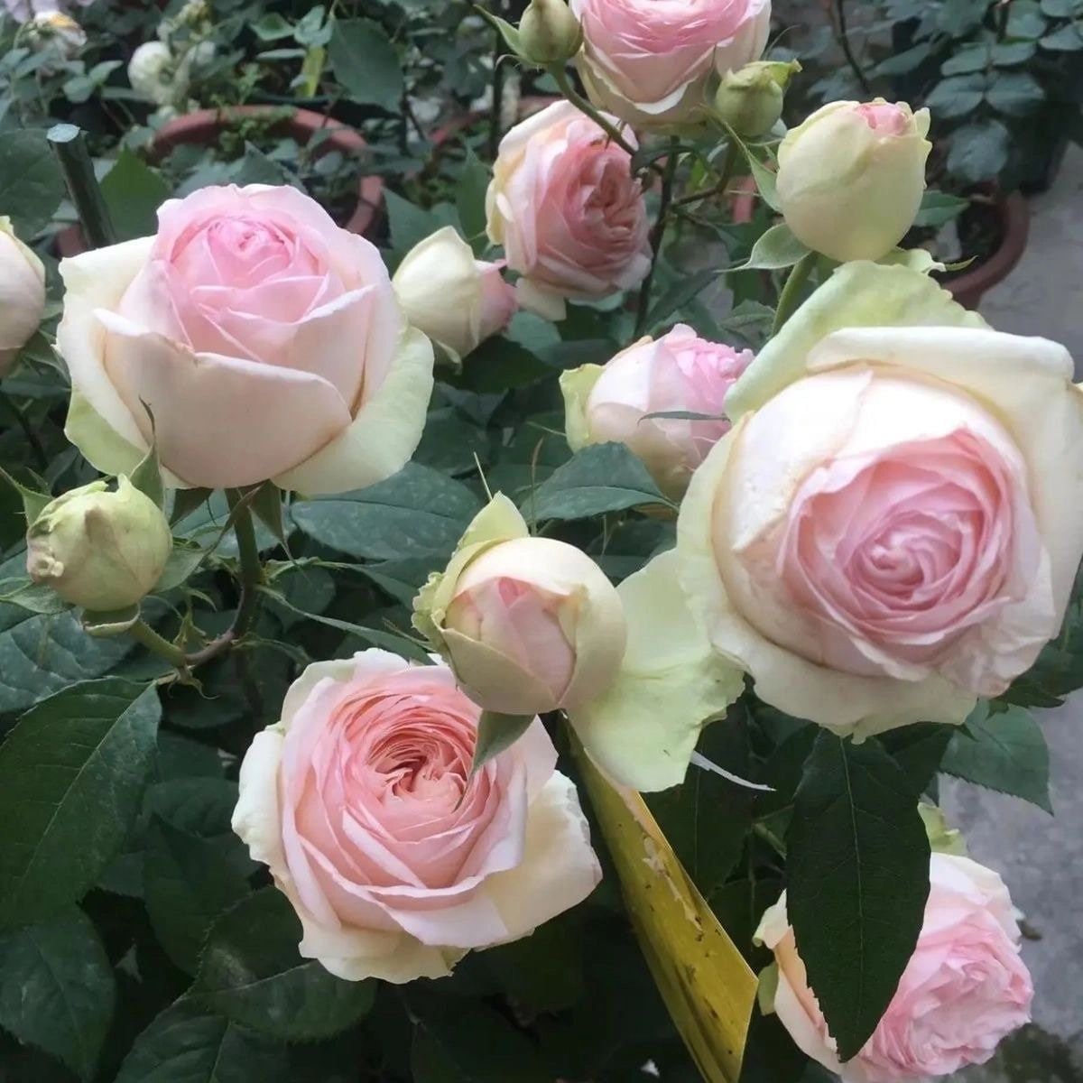 Mona lisa Rose. 蒙娜丽莎Strong fragrance easy care Strong disease resistance.