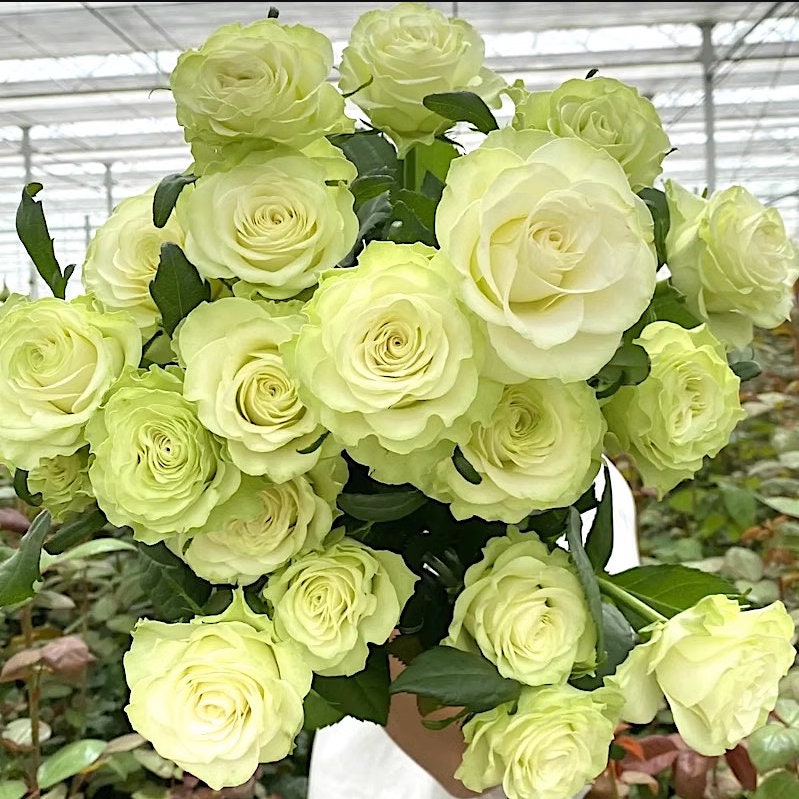 Rose Jutta. Schreurs. 小乔 切花cut Rose. Disease resistance. Own root. Free priority shipping.